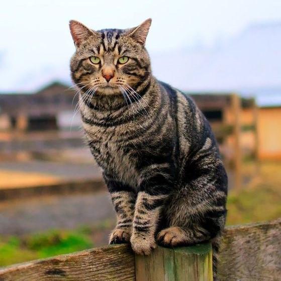 1685950846-cat