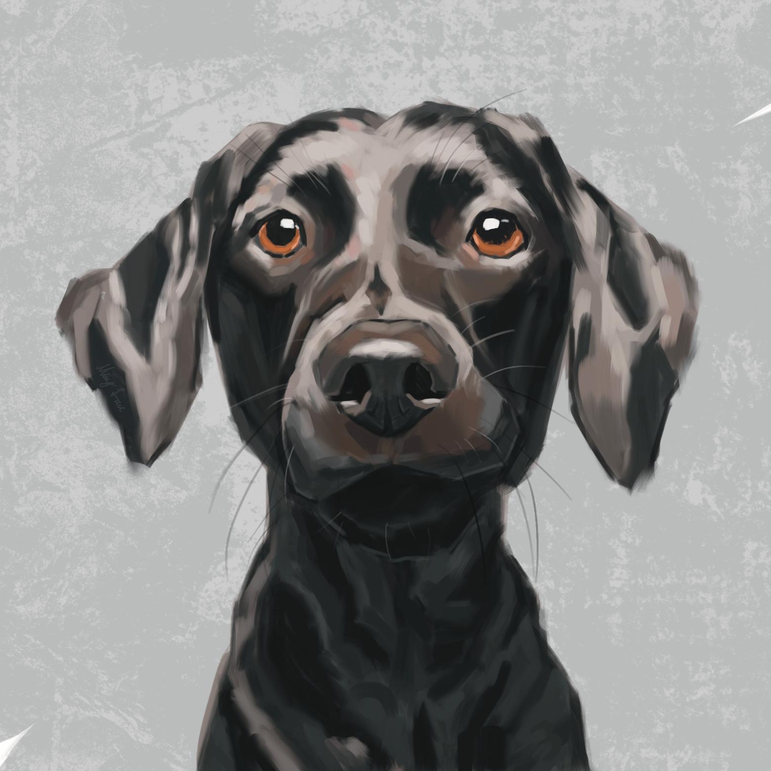 1685950850-dog 1