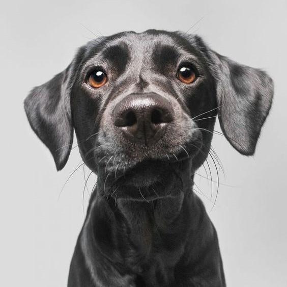 1685950856-dog