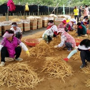 韓國黑色人蔘