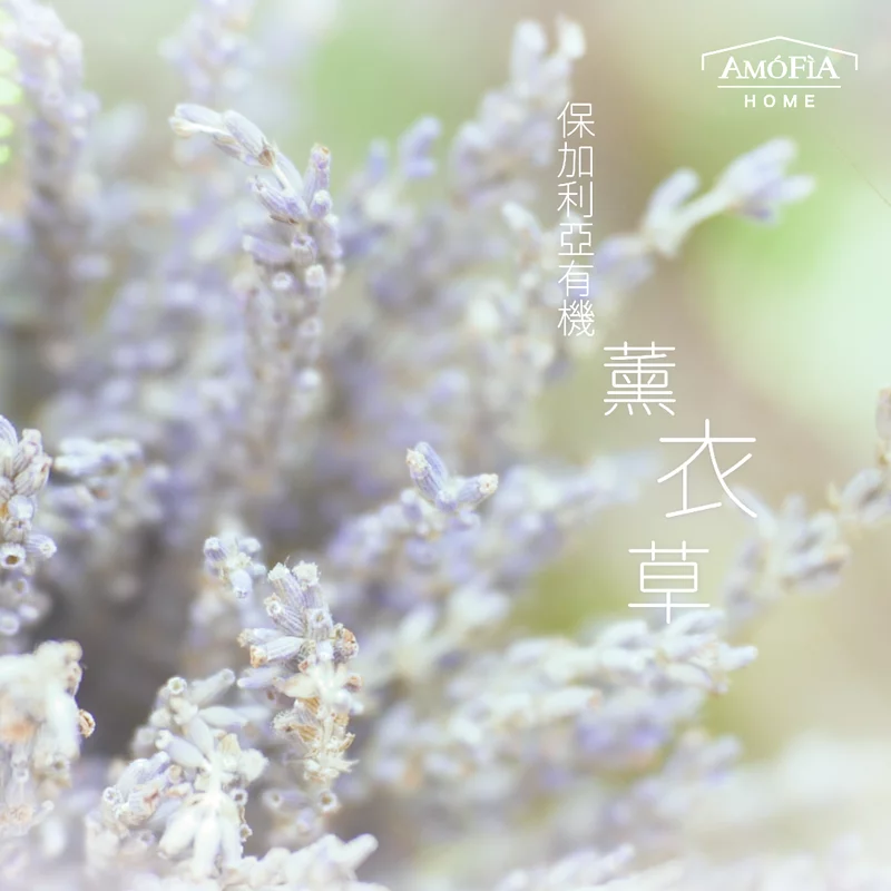 1689071323-薰衣草3